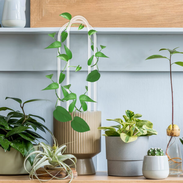 Acrylic Garden Small Trellis for Climbing Houseplant Potted Plants Support Sticks Indoor Outdoor Stakes - Image 9